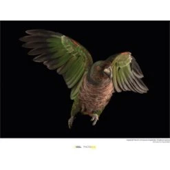 Komar Wandbild Imperial Parrot 40 X 30 Cm