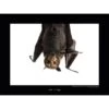 Komar Wandbild Spectacled Flying Fox 40 X 30 Cm