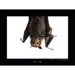 Komar Wandbild Spectacled Flying Fox 40 X 30 Cm