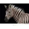 Komar Wandbild Damara Zebra 40 X 30 Cm