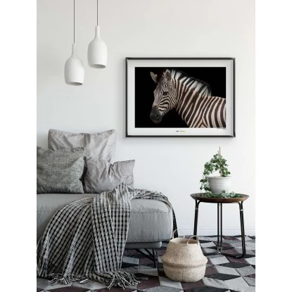 Komar Wandbild Damara Zebra 40 X 30 Cm Gerollt – Bild 2