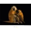 Komar Wandbild Gees Golden Langur 40 X 30 Cm