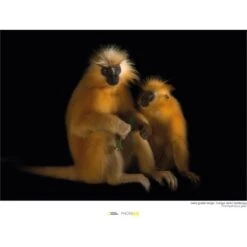Komar Wandbild Gees Golden Langur 40 X 30 Cm