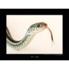 Komar Wandbild Bluestripe Snake 40 X 30 Cm