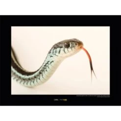 Komar Wandbild Bluestripe Snake 40 X 30 Cm