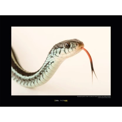 Komar Wandbild Bluestripe Snake 40 X 30 Cm