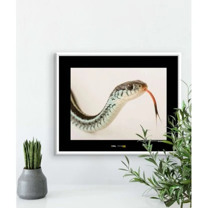 Komar Wandbild Bluestripe Snake 40 X 30 Cm Gerollt – Bild 2