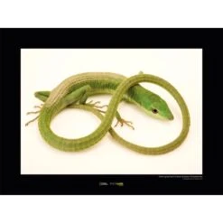 Komar Wandbild Gr. Grass Lizard 40 X 30 Cm