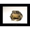 Komar Wandbild Wyoming Toad 40 X 30 Cm