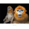 Komar Wandbild Golden Monkey 40 X 30 Cm