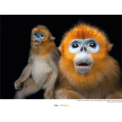 Komar Wandbild Golden Monkey 40 X 30 Cm
