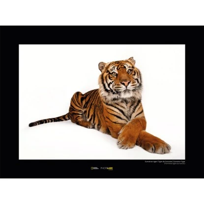 Komar Wandbild Sumatran Tiger 40 X 30 Cm
