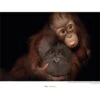 Komar Wandbild Bornean Orangutan 40 X 30 Cm