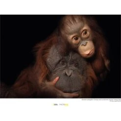 Komar Wandbild Bornean Orangutan 40 X 30 Cm