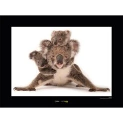 Komar Wandbild Koala 40 X 30 Cm