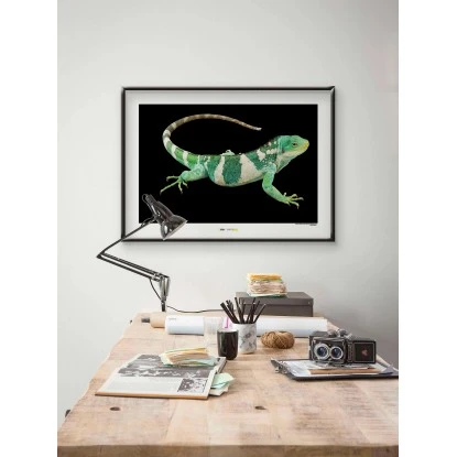 Komar Wandbild FijiIsland Iguana 40 X 30 Cm Gerollt – Bild 2