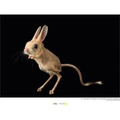 Komar Wandbild Four-toed Jerboa 40 X 30 Cm Gerollt