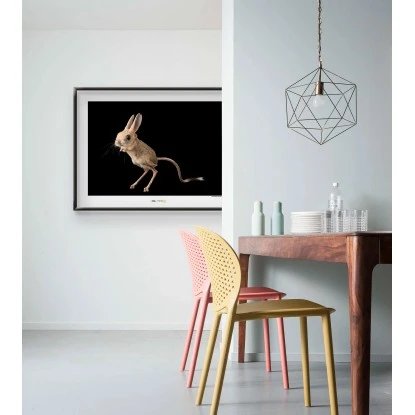 Komar Wandbild Four-toed Jerboa 40 X 30 Cm Gerollt – Bild 2