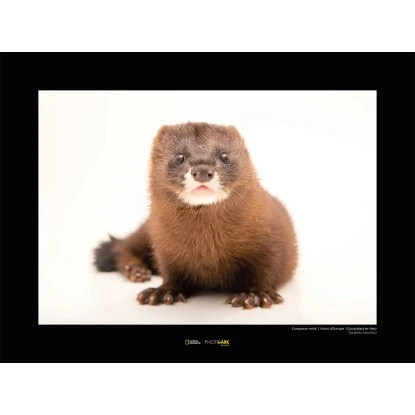 Komar Wandbild European Mink 40 X 30 Cm