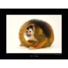 Komar Wandbild Central Am Monkey 40 X 30 Cm