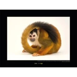 Komar Wandbild Central Am Monkey 40 X 30 Cm