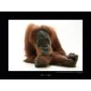Komar Wandbild Sumatran Orangutan 40 X 30 Cm Gerollt