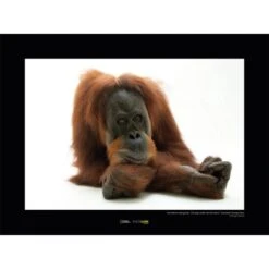 Komar Wandbild Sumatran Orangutan 40 X 30 Cm