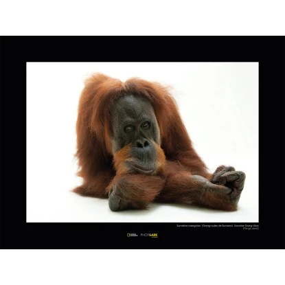 Komar Wandbild Sumatran Orangutan 40 X 30 Cm