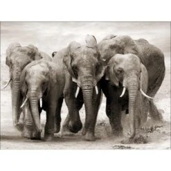 Leinwandbild Anonymus Elephant Herd 116 Cm X 84 Cm