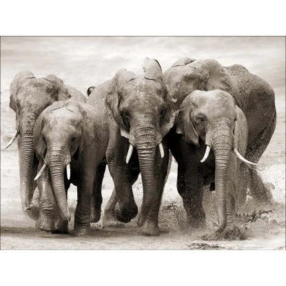 Leinwandbild Anonymus Elephant Herd 116 Cm X 84 Cm