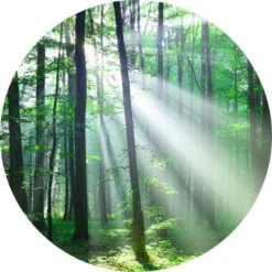 Glasbild Forest Harmony III 30 Cm X 30 Cm