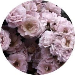 Glasbild Peonies III 30 Cm X 30 Cm