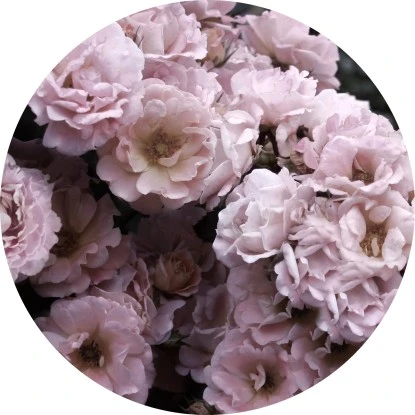 Glasbild Peonies III 30 Cm X 30 Cm