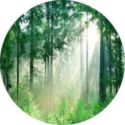 Glasbild Forest Harmony IV 30 Cm X 30 Cm