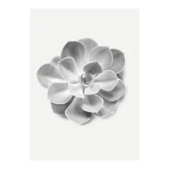 Komar Wandbild Succulent Aeonium 30 Cm X 40 Cm