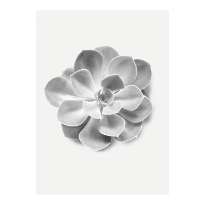 Komar Wandbild Succulent Aeonium 30 Cm X 40 Cm