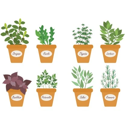Euroart Wandsticker Kräuter III 25 Cm X 35 Cm