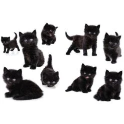 Euroart Wandsticker Kätzchen 50 Cm X 70 Cm