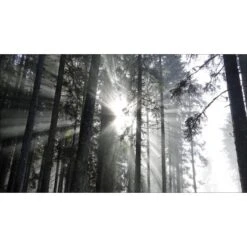 Giclèe Sundrenched Forest IV 160 Cm X 90 Cm