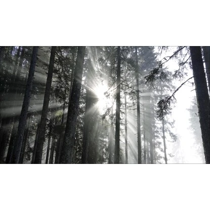 Giclèe Sundrenched Forest IV 160 Cm X 90 Cm