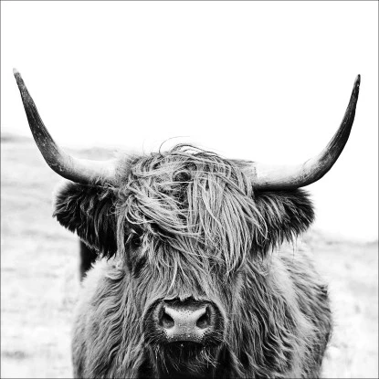 Glasbild Scottish Highland Cattle II 50 Cm X 50 Cm