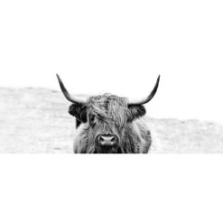 Glasbild Scott. Highland Cattle Ll 80 Cm X 30 Cm