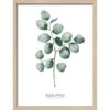 Bild Mit Rahmen Anonymus Diff. Eucalyptus Branches Ll 42,5 Cm X 32,5 Cm