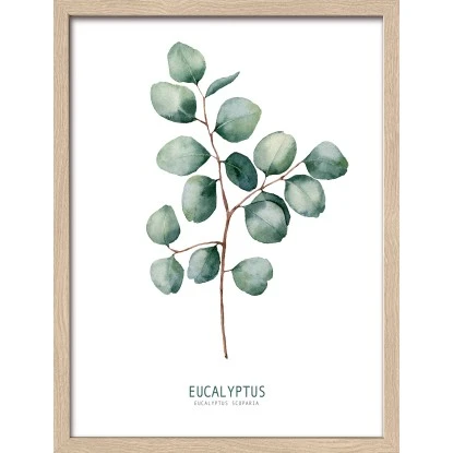 Bild Mit Rahmen Anonymus Diff. Eucalyptus Branches Ll 42,5 Cm X 32,5 Cm