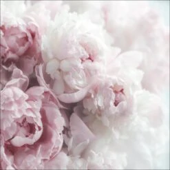 Leinwandbild Anonymus Pfingstrosen 50 Cm X 50 Cm