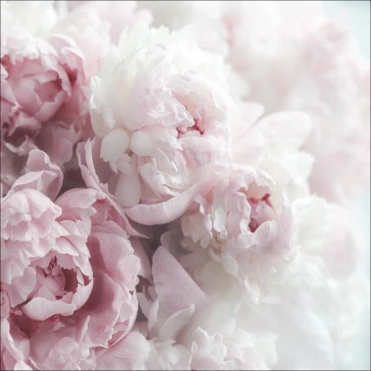 Leinwandbild Anonymus Pfingstrosen 50 Cm X 50 Cm