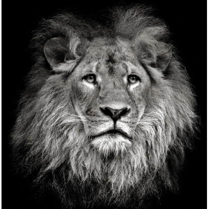 Leinwandbild Basic Anonymus Lionhead 40 Cm X 40 Cm