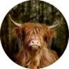 Pro Art Glasbild Scottish Highland Cattle VI Ø 30 Cm