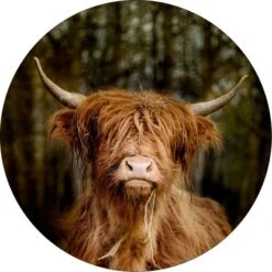 Pro Art Glasbild Scottish Highland Cattle VI Ø 30 Cm