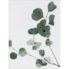 Pro Art Bild Canvas-Art Eucalyptus Branch II 80 Cm X 60 Cm